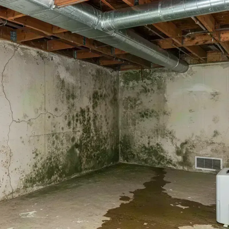 Professional Mold Removal in Ken Caryl, CO